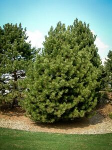 Сосна Чёрная (Pinus Nigra) купить по цене от 270.00р. в интернет-магазине «Посадика» с доставкой почтой в в Удачныйе и по всей России – [изображение №1].