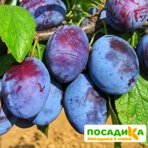 Слива Чачакская ранняя купить по цене от 229.00р. в интернет-магазине «Посадика» с доставкой почтой в в Удачныйе и по всей России – [изображение №1].