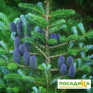 Пихта корейская (Abies koreana) купить по цене от 450.00р. в интернет-магазине «Посадика» с доставкой почтой в в Удачныйе и по всей России – [изображение №1].