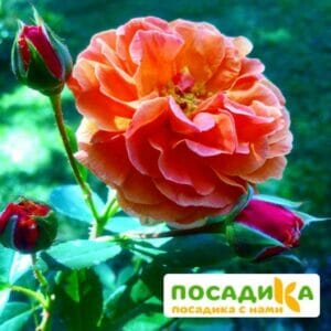 Роза Арабия купить по цене от 350.00р. в интернет-магазине «Посадика» с доставкой почтой в в Удачныйе и по всей России – [изображение №1].