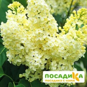 Сирень Примроуз (Primrose) купить по цене от 529.00р. в интернет-магазине «Посадика» с доставкой почтой в в Удачныйе и по всей России – [изображение №1].