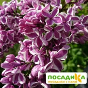 Сирень Сенсация купить по цене от 529.00р. в интернет-магазине «Посадика» с доставкой почтой в в Удачныйе и по всей России – [изображение №1].