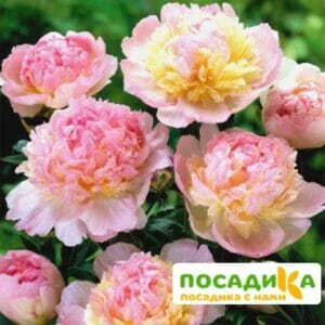 Пион Распберри Сандей (Paeonia Raspberry Sundae) купить по цене от 959р. в интернет-магазине «Посадика» с доставкой почтой в в Удачныйе и по всей России – [изображение №1].