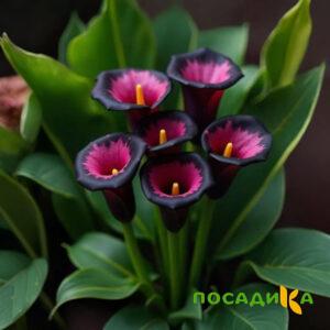 Калла Аура Лейс купить по цене от 400р. в интернет-магазине «Посадика» с доставкой почтой в в Удачныйе и по всей России – [изображение №1].