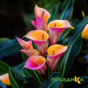 Калла Оникс купить по цене от 450р. в интернет-магазине «Посадика» с доставкой почтой в в Удачныйе и по всей России – [изображение №1].
