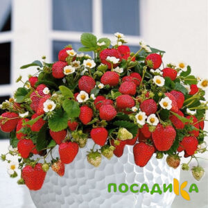 Клубника Рубиновый Шепот (горшечная) купить по цене от 240р. в интернет-магазине «Посадика» с доставкой почтой в в Удачныйе и по всей России – [изображение №1].