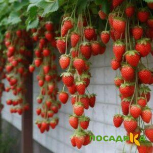 Клубника вьющаяся Комплимент купить по цене от 470р. в интернет-магазине «Посадика» с доставкой почтой в в Удачныйе и по всей России – [изображение №1].