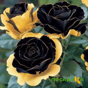 Роза Ханни Сикл купить по цене от 700р. в интернет-магазине «Посадика» с доставкой почтой в в Удачныйе и по всей России – [изображение №1].