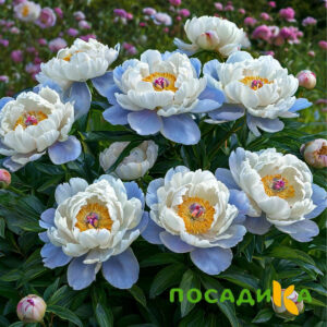 Пион акварельный Этюд купить по цене от 806р. в интернет-магазине «Посадика» с доставкой почтой в в Удачныйе и по всей России – [изображение №1].