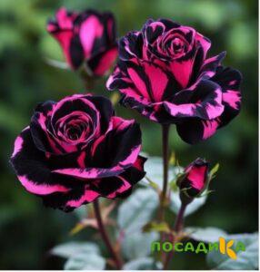 Роза Багровый Шепот купить по цене от 366р. в интернет-магазине «Посадика» с доставкой почтой в в Удачныйе и по всей России – [изображение №1].