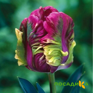 Тюльпан Экзотик Хэвен купить по цене от 186р. в интернет-магазине «Посадика» с доставкой почтой в в Удачныйе и по всей России – [изображение №1].