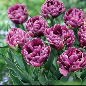 Тюльпан Айс Крим купить по цене от 430р. в интернет-магазине «Посадика» с доставкой почтой в в Удачныйе и по всей России – [изображение №1].