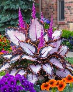 Хоста Кримэн Дрим купить по цене от 549р. в интернет-магазине «Посадика» с доставкой почтой в в Удачныйе и по всей России – [изображение №1].