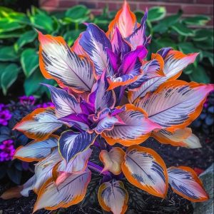 Хоста Эмеральд Тиара купить по цене от 602р. в интернет-магазине «Посадика» с доставкой почтой в в Удачныйе и по всей России – [изображение №1].