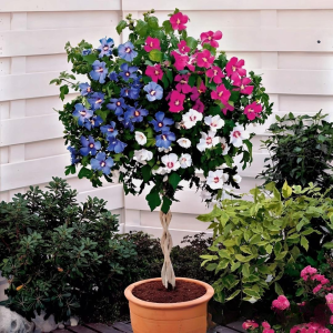 Гибискус-Дерево Триколор купить по цене от 289р. в интернет-магазине «Посадика» с доставкой почтой в в Удачныйе и по всей России – [изображение №1].