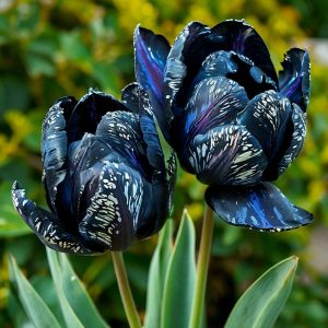 Тюльпан Блю Фог купить по цене от 500р. в интернет-магазине «Посадика» с доставкой почтой в в Удачныйе и по всей России – [изображение №1].