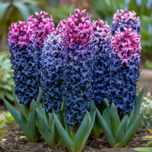 Гиацинт Блю Спринг купить по цене от 2099р. в интернет-магазине «Посадика» с доставкой почтой в в Удачныйе и по всей России – [изображение №1].