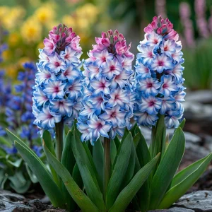 Гиацинт Пинк Мари купить по цене от 2099р. в интернет-магазине «Посадика» с доставкой почтой в в Удачныйе и по всей России – [изображение №1].