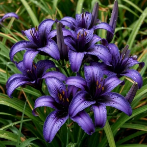 Лилейник Блю Айрис купить по цене от 324р. в интернет-магазине «Посадика» с доставкой почтой в в Удачныйе и по всей России – [изображение №1].