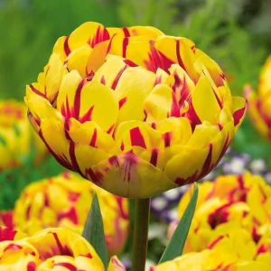 Тюльпан махровый Голден Ницц купить по цене от 361р. в интернет-магазине «Посадика» с доставкой почтой в в Удачныйе и по всей России – [изображение №1].