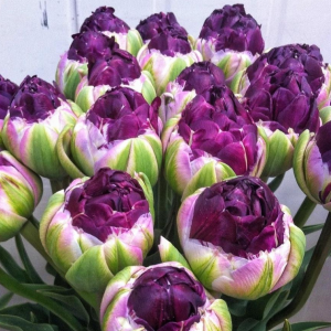 Тюльпан Анаконда купить по цене от 450р. в интернет-магазине «Посадика» с доставкой почтой в в Удачныйе и по всей России – [изображение №1].