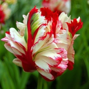 Тюльпан Эстелла Рижнвельд купить по цене от 500р. в интернет-магазине «Посадика» с доставкой почтой в в Удачныйе и по всей России – [изображение №1].