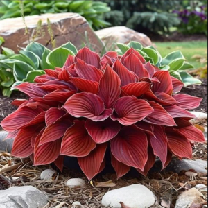 Хоста Рэд Эйнджл купить по цене от 549р. в интернет-магазине «Посадика» с доставкой почтой в в Удачныйе и по всей России – [изображение №1].