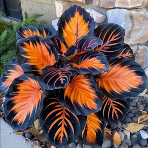 Хоста Сикрет Форест купить по цене от 601р. в интернет-магазине «Посадика» с доставкой почтой в в Удачныйе и по всей России – [изображение №1].