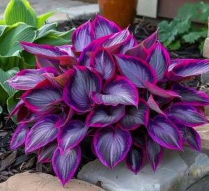 Хоста Сикрет Гарденс купить по цене от 549р. в интернет-магазине «Посадика» с доставкой почтой в в Удачныйе и по всей России – [изображение №1].